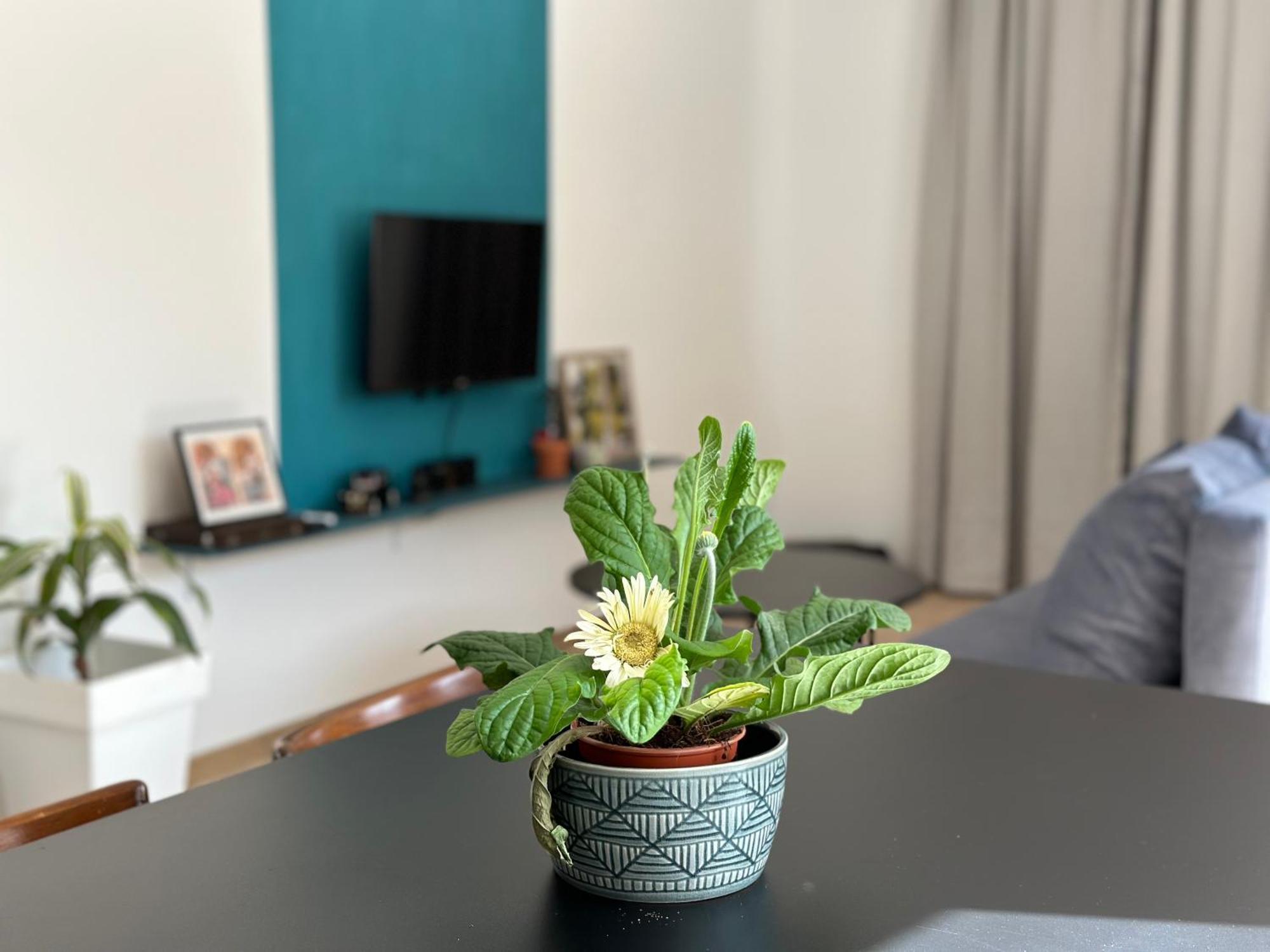New Garden Apartment Σκόπια Εξωτερικό φωτογραφία